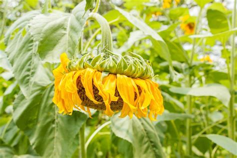 how to keep my sunflowers from falling over|My Sunflowers Droop Over .